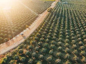 The Ultimate Travel Guide to Binh Thuan’s Magical Dragon Fruit Farms - image 3