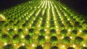 The Ultimate Travel Guide to Binh Thuan’s Magical Dragon Fruit Farms - image 1