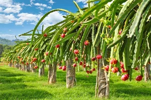 The Ultimate Travel Guide to Binh Thuan’s Magical Dragon Fruit Farms - image 0
