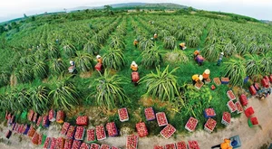 The Ultimate Travel Guide to Binh Thuan’s Magical Dragon Fruit Farms - image 2