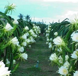 The Ultimate Travel Guide to Binh Thuan’s Magical Dragon Fruit Farms - image 5