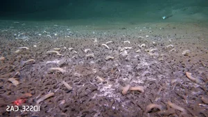 Breakthrough Discovery: Deep-Sea Ecosystem Thriving on Chemical Energy Found - image 4