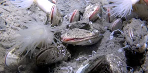 Breakthrough Discovery: Deep-Sea Ecosystem Thriving on Chemical Energy Found - image 1
