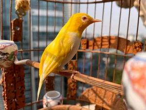 The Million-Dollar Ornamental Bird Collection of a Hanoi Tycoon - image 7