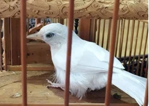 The Million-Dollar Ornamental Bird Collection of a Hanoi Tycoon - image 3