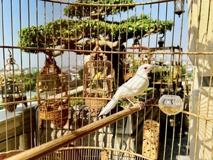 The Million-Dollar Ornamental Bird Collection of a Hanoi Tycoon - image 6