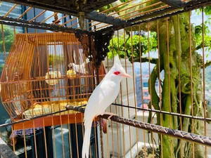 The Million-Dollar Ornamental Bird Collection of a Hanoi Tycoon - image 5