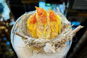The Million-Dollar Ornamental Bird Collection of a Hanoi Tycoon - image 0