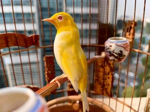 The Million-Dollar Ornamental Bird Collection of a Hanoi Tycoon - image 4