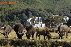 Mesmerizing Natural Scenery of the Most Beautiful Waterfall in Southern Vietnam - image 0