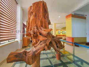 Rare Dalbergia Tonkinensis Wood Exhibit: Discover the Million-Dollar Sua Wood Root - image 4