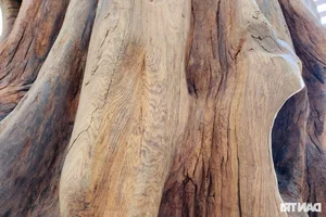 Rare Dalbergia Tonkinensis Wood Exhibit: Discover the Million-Dollar Sua Wood Root - image 5