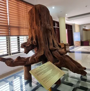 Rare Dalbergia Tonkinensis Wood Exhibit: Discover the Million-Dollar Sua Wood Root - image 2