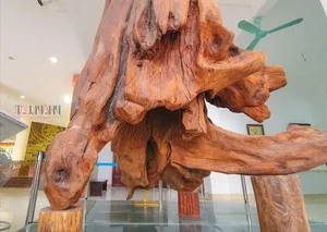 Rare Dalbergia Tonkinensis Wood Exhibit: Discover the Million-Dollar Sua Wood Root - image 3