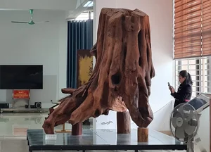 Rare Dalbergia Tonkinensis Wood Exhibit: Discover the Million-Dollar Sua Wood Root - image 1