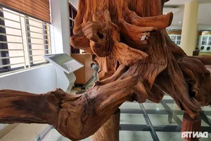 Rare Dalbergia Tonkinensis Wood Exhibit: Discover the Million-Dollar Sua Wood Root - image 0