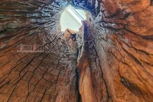 Rare Dalbergia Tonkinensis Wood Exhibit: Discover the Million-Dollar Sua Wood Root - image 6