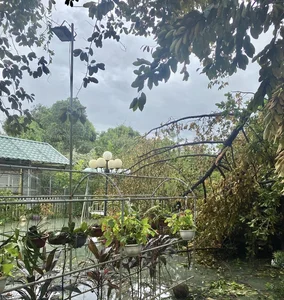 Devastating Impact of Typhoon Yagi on Gardens of Vietnamese Celebrities - image 8