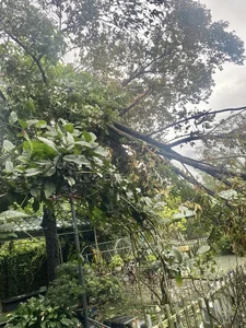 Devastating Impact of Typhoon Yagi on Gardens of Vietnamese Celebrities - image 0