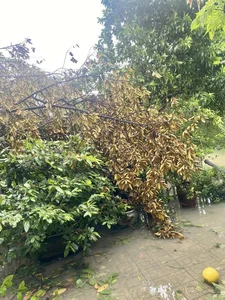 Devastating Impact of Typhoon Yagi on Gardens of Vietnamese Celebrities - image 6