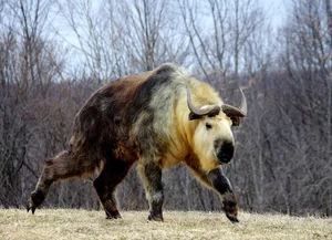 The Takin: Discover the Unique Goat-Cow Beast of the Himalayas - image 0
