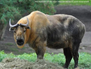 The Takin: Discover the Unique Goat-Cow Beast of the Himalayas - image 4