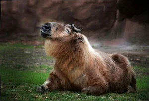 The Takin: Discover the Unique Goat-Cow Beast of the Himalayas - image 8