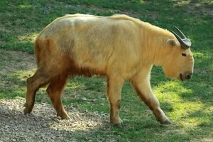 The Takin: Discover the Unique Goat-Cow Beast of the Himalayas - image 6