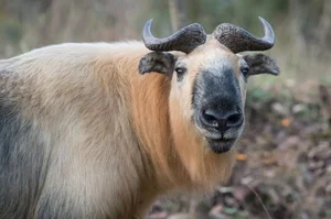 The Takin: Discover the Unique Goat-Cow Beast of the Himalayas - image 1