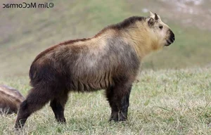 The Takin: Discover the Unique Goat-Cow Beast of the Himalayas - image 7
