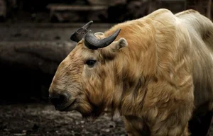 The Takin: Discover the Unique Goat-Cow Beast of the Himalayas - image 5