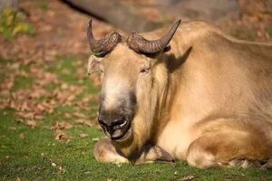 The Takin: Discover the Unique Goat-Cow Beast of the Himalayas - image 3