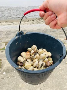 Discover the Charm of Clam Raking at Hoang Chau Beach: A Unique Travel Experience - image 6
