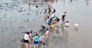 Discover the Charm of Clam Raking at Hoang Chau Beach: A Unique Travel Experience - image 9