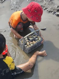 Discover the Charm of Clam Raking at Hoang Chau Beach: A Unique Travel Experience - image 0