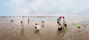 Discover the Charm of Clam Raking at Hoang Chau Beach: A Unique Travel Experience - image 5