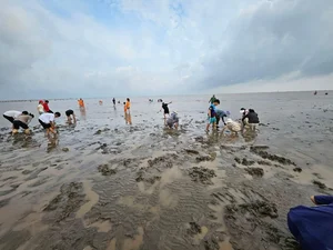 Discover the Charm of Clam Raking at Hoang Chau Beach: A Unique Travel Experience - image 4