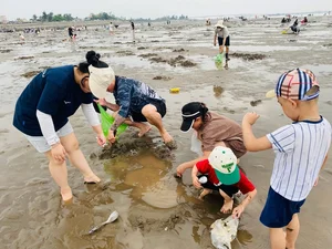 Discover the Charm of Clam Raking at Hoang Chau Beach: A Unique Travel Experience - image 3