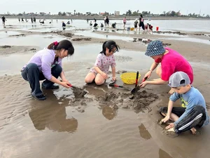 Discover the Charm of Clam Raking at Hoang Chau Beach: A Unique Travel Experience - image 1