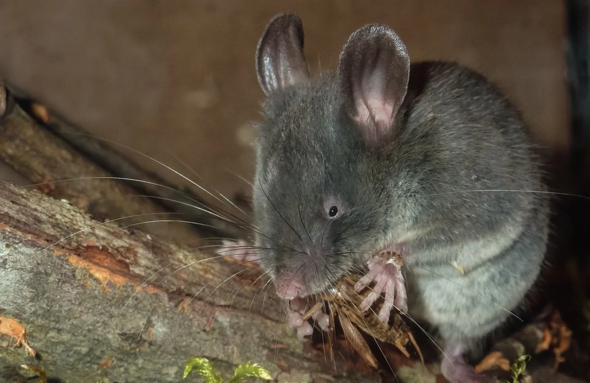 Unbelievable Facts About Vietnam’s Extremely Rare Blind Rat