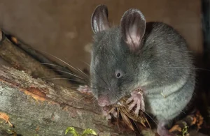 Unbelievable Facts About Vietnam’s Extremely Rare Blind Rat - image 0