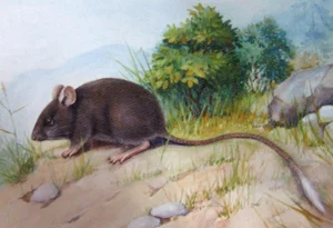 Unbelievable Facts About Vietnam’s Extremely Rare Blind Rat - image 5