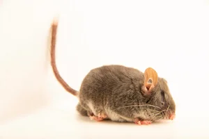 Unbelievable Facts About Vietnam’s Extremely Rare Blind Rat - image 6