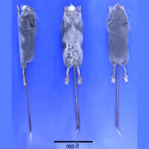 Unbelievable Facts About Vietnam’s Extremely Rare Blind Rat - image 3