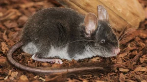 Unbelievable Facts About Vietnam’s Extremely Rare Blind Rat - image 4