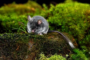 Unbelievable Facts About Vietnam’s Extremely Rare Blind Rat - image 1
