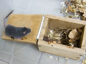 Unbelievable Facts About Vietnam’s Extremely Rare Blind Rat - image 7