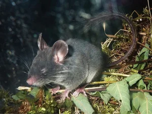 Unbelievable Facts About Vietnam’s Extremely Rare Blind Rat - image 2
