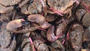 Vietnamese Version of King Crab in Quang Ninh: Is it Really Worth the Hype? - image 8