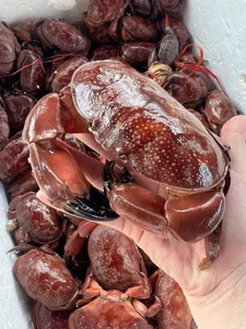 Vietnamese Version of King Crab in Quang Ninh: Is it Really Worth the Hype? - image 9